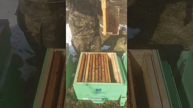 Весна 2021.Беглый осмотр племенных семей Бакфаст.Потребление кормов.Часть 1 смотреть онлайн