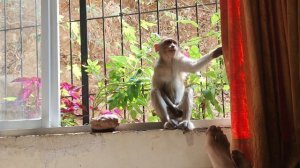 Мартышки в гостях