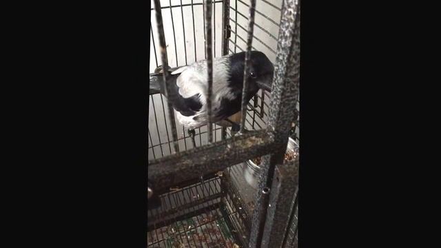 Новый Фенин звук-2 смотреть онлайн