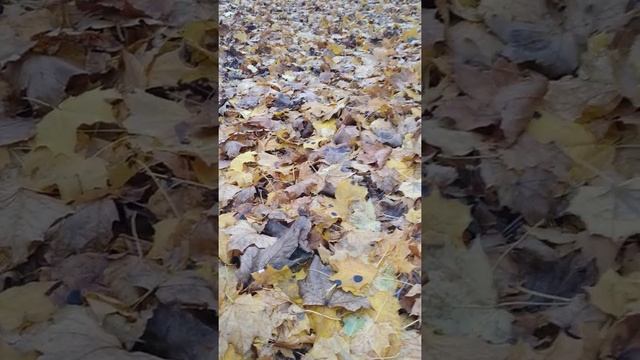 Опавшие листья и их роль в природе. смотреть онлайн