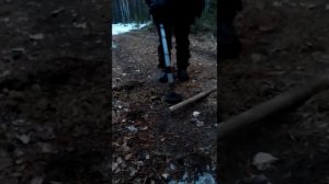 Ищем монеты в лесу с мд 4030