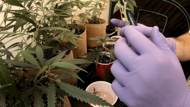 Organic Cloning with Aloe & Water смотреть онлайн