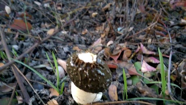 Grzyby 2019 Sromotnik bezwstydny (Phallus impudicus) Jadalny w stanie młodym- jako czarcie jajo♫♫⭐? смотреть онлайн