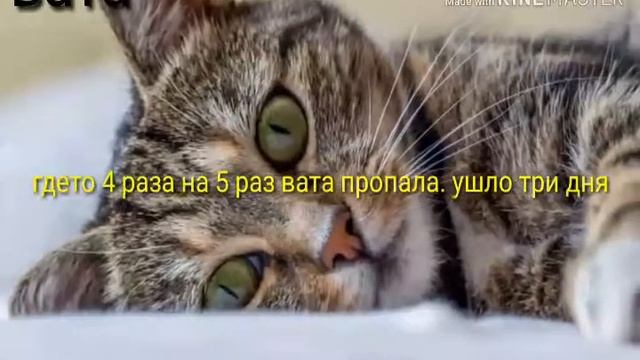 Вата пропала... смотреть онлайн