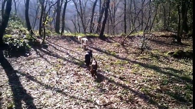 PINSCHER: BAGNATI DAL SOLE................. смотреть онлайн
