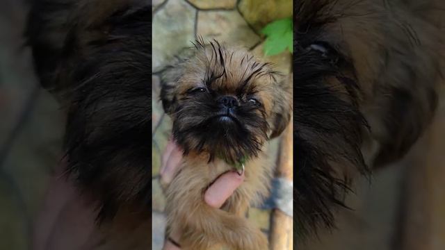 Брюссельский гриффон.КСУ.Мальчик.Шикарный! смотреть онлайн