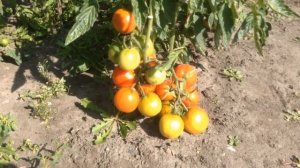 Томат сорта Клуша