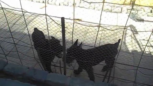 п-к Роман-Кош..Роман-Кош Мускат и Массандра 5 мес. Дети РК Венеции 2012 смотреть онлайн