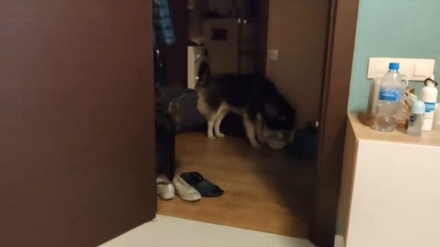 Совести ни в одном глазу (Хаски Зевс № 1). Conscience in one eye (Husky Zeus # 1) смотреть онлайн