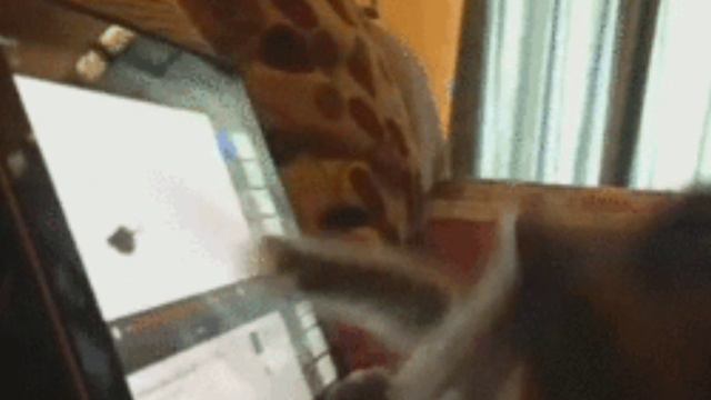 Trolling a cat смотреть онлайн