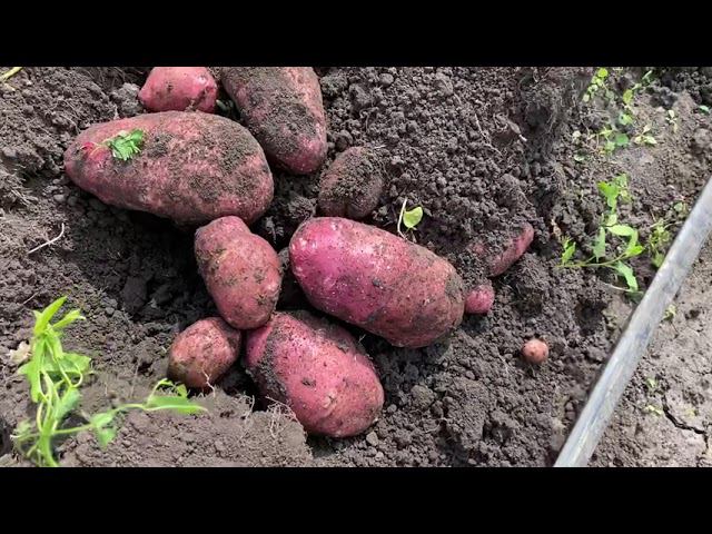 Уборка ранних сортов картофеля в уплотненных посадках смородины. смотреть онлайн