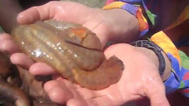 Морское чудо)0 Кения. Отлив Индийского океана смотреть онлайн