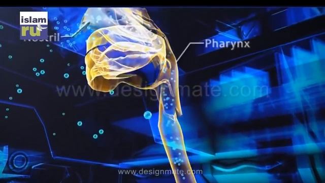 Диета от пророка Мухаммада смотреть онлайн