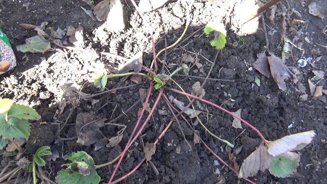 Ранняя весна,ягодники,подкормки. смотреть онлайн