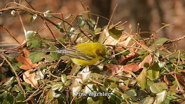 Identify Your Common Backyard Birds (Central & Eastern USA) смотреть онлайн
