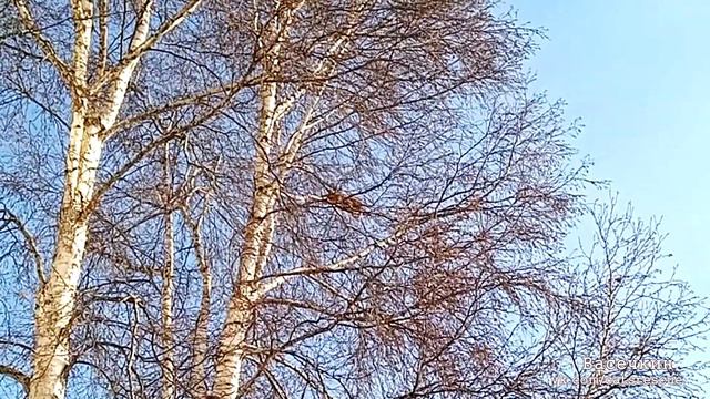 Обнаружен котик, что с ним делать? смотреть онлайн