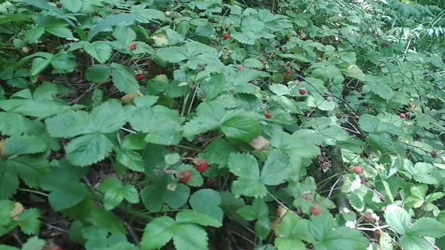 VID_20230626_120424.mp4 смотреть онлайн