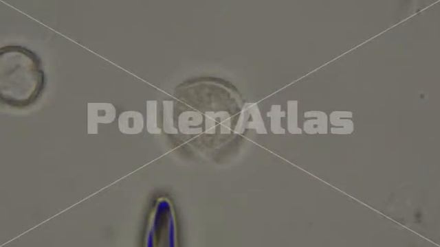 Clematis vitalba Polar View смотреть онлайн