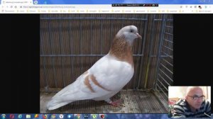 Альтенбургский трубач барабанщик Школа голубевода породы ч 1