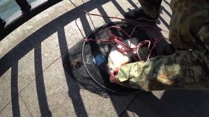 Рыбалка на Дону. Бешенный жор Леща и Рыбца. Набережная. Ростов.