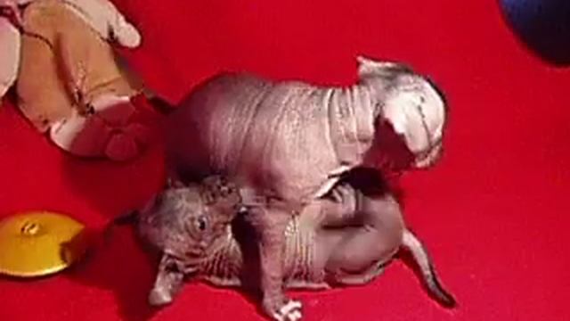 ксолоитцкуинтли щенки смотреть онлайн