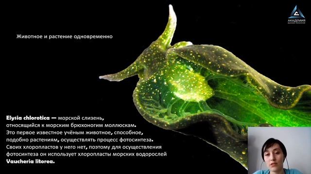 Хлорофилл и гемоглобин или что общего между зелеными листьями и людьми смотреть онлайн