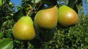Летние сорта груш