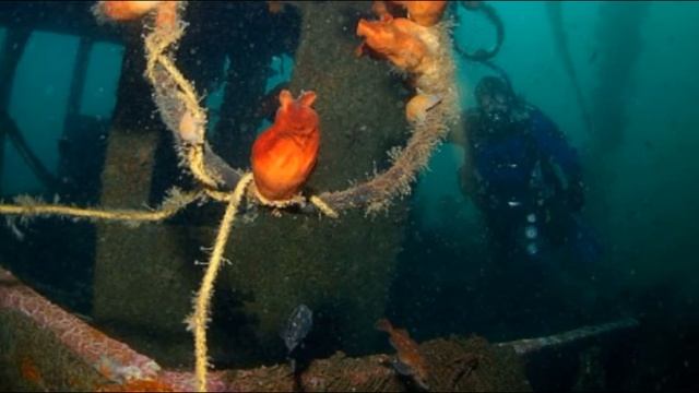Дайвинг в Андреевке смотреть онлайн