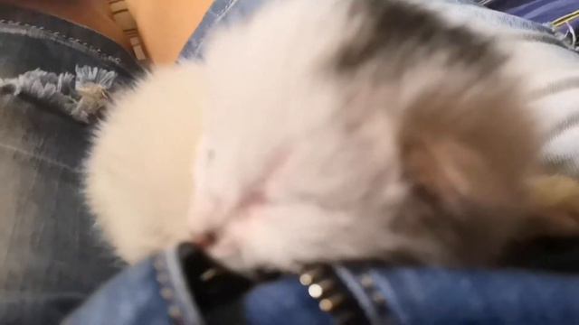 So cute! Kitten snotrs :3/Милота! Котенок фырчит :3 смотреть онлайн