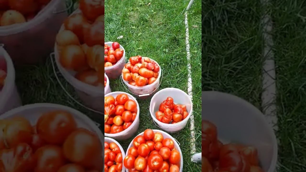 ТОМАТЫ безрассадные ОТКРЫТОГО ГРУНТА. УРОЖАЙ собрали 20 августа смотреть онлайн