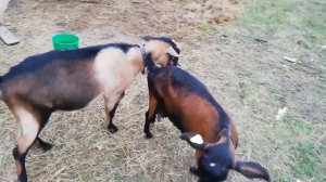 ВЯЗКА КОЗ. КАК ПРОИСХОДИТ СЛУЧКА У КОЗ.