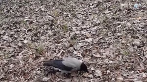 Ворона: Умная и хитрая птица - Главная бандитка и санитар всех городов | Интересные факты про ворон