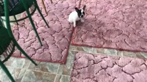 Щенок ? французского бульдога - приучаем ходить на пелёнки