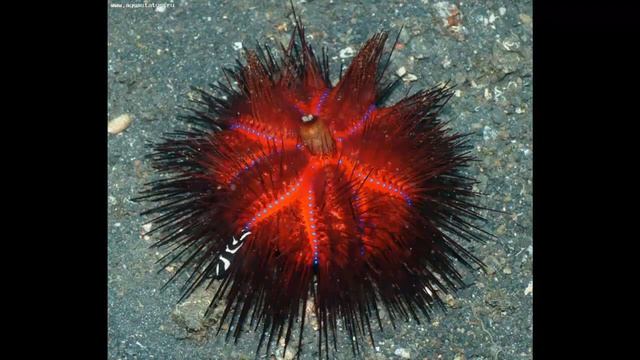 МОРСКИЕ ЕЖИ - ДИКОБРАЗЫ МОРСКИХ ГЛУБИН смотреть онлайн