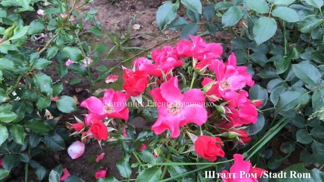 РОЗЫ Шрабы. Чайно-Гибридные. Флорибунда. Их сходства и различия / 3 часть (из 3-х) смотреть онлайн