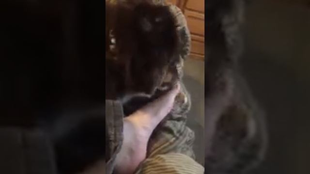 Mini Aussie dog licking feet смотреть онлайн