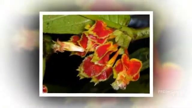 Columnea - garden plants смотреть онлайн