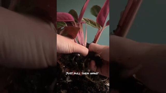 Propagation of Stromanthe sanguinea triostar ? SHORTS смотреть онлайн