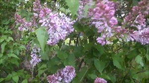 Футаж Ветка сирени на ветру