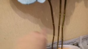 Видеоурок. Искусственная орхидея в кашпо с листьями