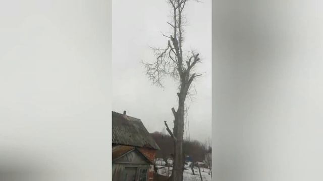 Удаление тополя в Липецкой области смотреть онлайн