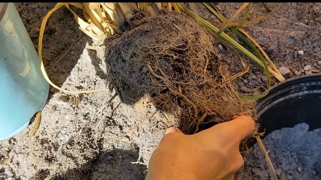 Safe pampas grass planting into small yard (zone 9). смотреть онлайн