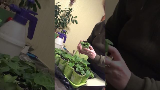 Зачем нужна рассада петунии? смотреть онлайн