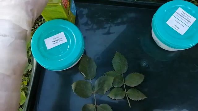 Красные пятна на листьях роз - ЛМР (ложная мучнистая роса)