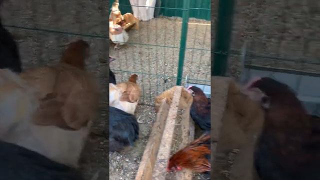 Вольеры для кур смотреть онлайн