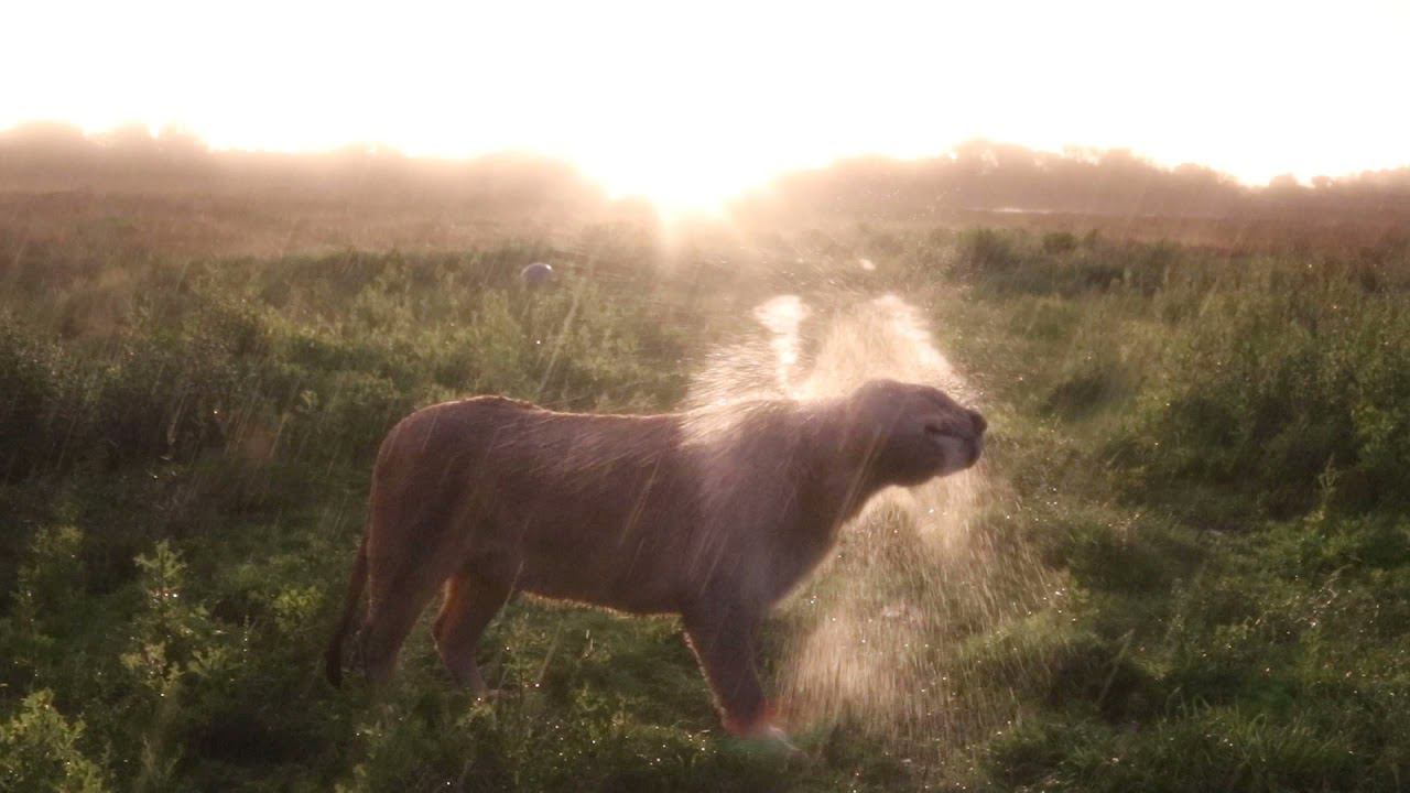 Львица отряхивается после дождя. Lioness shakes off water after rain (slowmo) смотреть онлайн