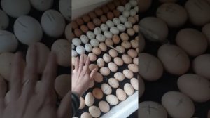 Закладка яиц в инкубатор Несушка. температурный режим. Закладка без поворота яиц,вместимость