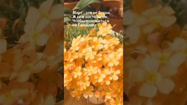 В ожидании тепла * Seedlandia.ru - семена и саженцы сосны ели кедры пихты клены японские цветы хост смотреть онлайн