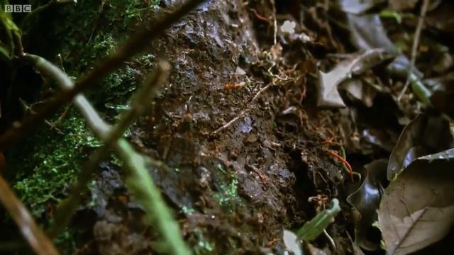 Армия Муравьев Бесчинствует В Лесу|Охота смотреть онлайн