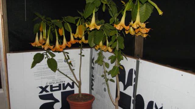 My Angel Trumpet Trees